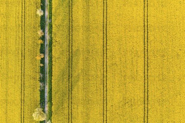 Avenue with blossoming fruit trees between rape fields, vertical aerial view in evening light,