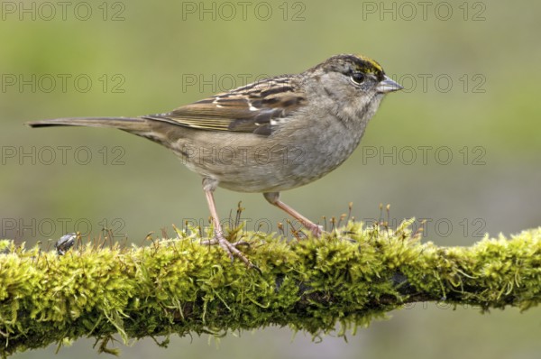 Golden-crowned Sparrow (Zonotrichia atricapilla), British Columbia, Canada, North America