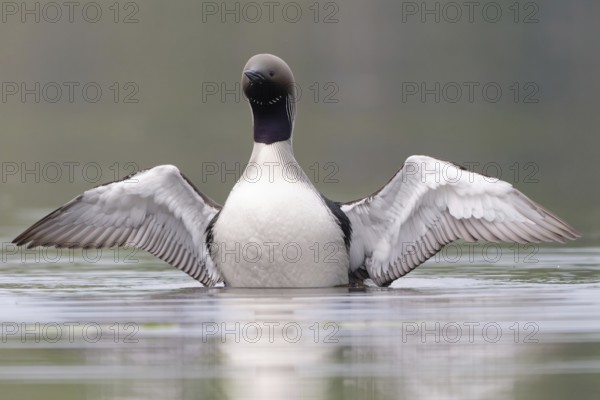 Black-throated Loon (Gavia arctica), Dalarna, Sweden, Europe