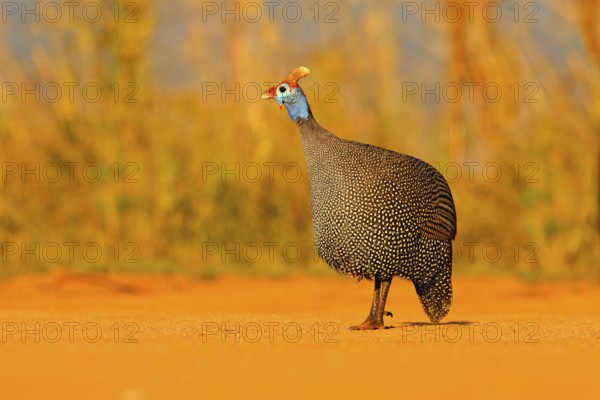 Helmeted guineafowl, Numida meleagris, bird on gravel road. Wildlife scene from African nature,