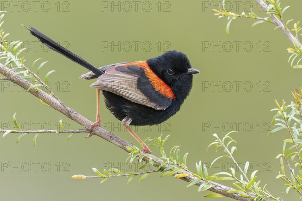 Red-backed Fairywren (Malurus melanocephalus) perched on a branch in eastern Australia