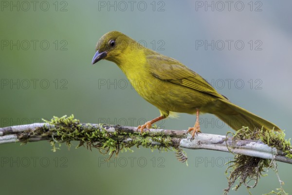 Olive-green Tanager (Orthogonys chloricterus) perched on a branch in the Atlantic rainforest of
