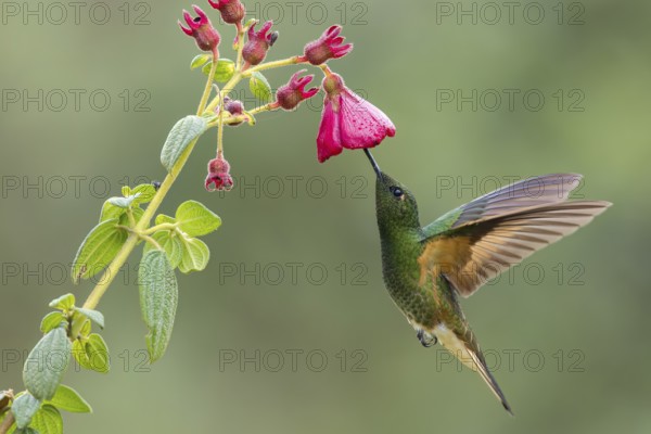 Buff-tailed Coronet (Boissonneaua flavescens) flying while feeding at a flower in Colombia, South
