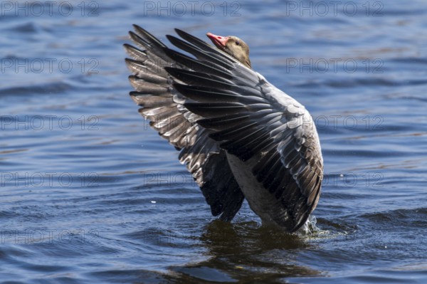 Goose spreading its wings in the water, reflecting sunbeams, Greylag Goose (Anser anser), wildlife,
