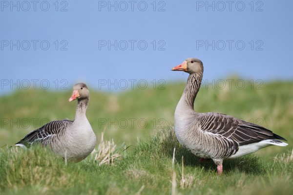 Greylag goose (Anser anser) couple on a field, wildlife, Helgoland, Germany, Europe