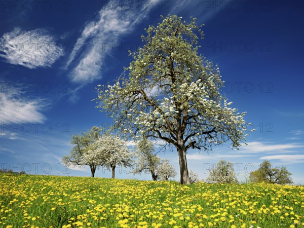 Field of flowering dandelions and pear trees (Pyrus communis), Beinwil, Freiamt, Canton Aargau,