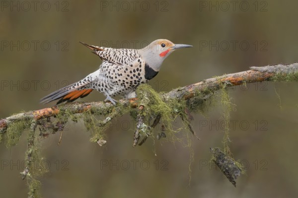 Northern Flicker (Colaptes auratus) male perched on a branch, British Columbia, Canada, North