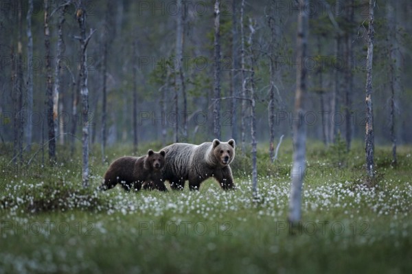 Bear family in summer cotton grass. Bear cub with mother. Beautiful animals hidden in the forest.