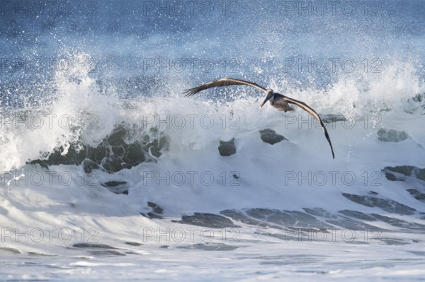 Brown Pelican (Pelecanus occidentalis) flying over the surf on the beach, Santa Rosa, Guatemala,