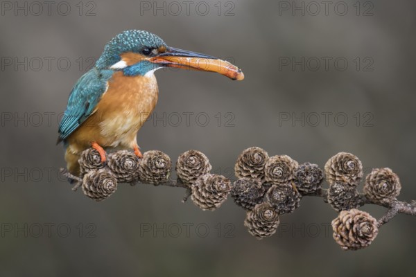 Common Kingfisher (Alcedo atthis) female perched on a branch with a fish in its beak, Lower Saxony,