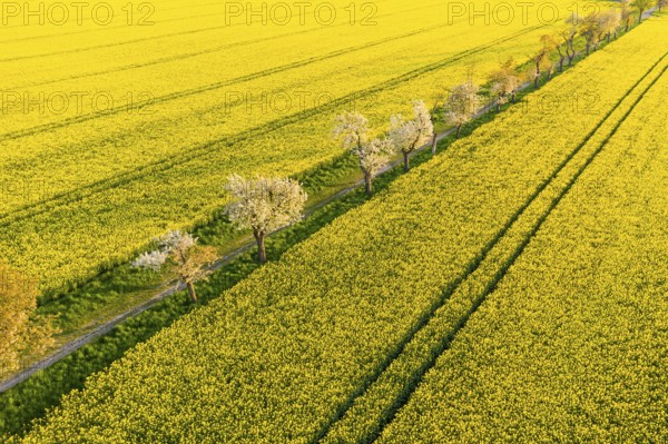 Alley with blossoming fruit trees between rape fields, aerial view in evening light, Wölkisch,