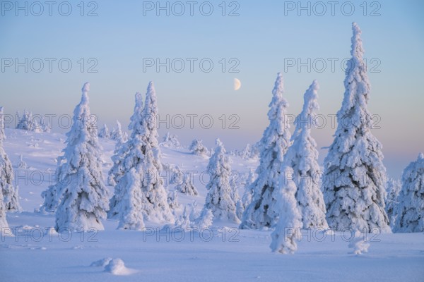 Winter landscape with snow-covered trees, Riisitunturi National Park, Posio, Lapland, Finland,