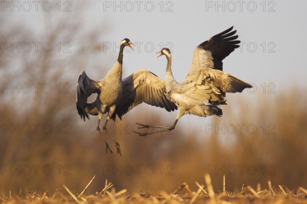 Common Crane (Grus grus), Mecklenburg-Western Pomerania, Germany, Europe