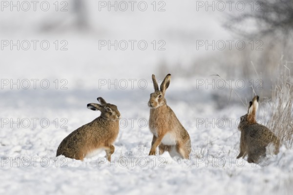 European Hare (Lepus europaeus) group in snow covered field, North Rhine-Westphalia, Germany,