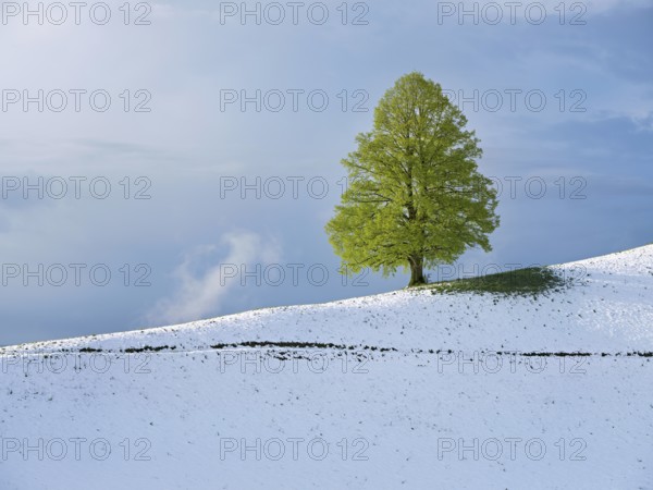Solitary tree, lime tree (Tilia), standing on a snow-covered hill during leaf emergence, Neuheim,