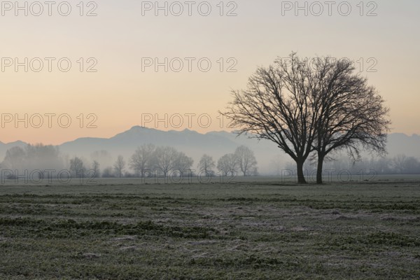 Two English oaks (Quercus robur), standing on cultivated land in the Reuss plain, Aristau, Freiamt,