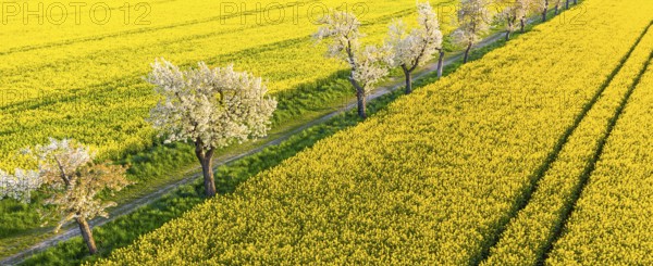 Alley with blossoming fruit trees between rape fields, aerial view in evening light, Wölkisch,