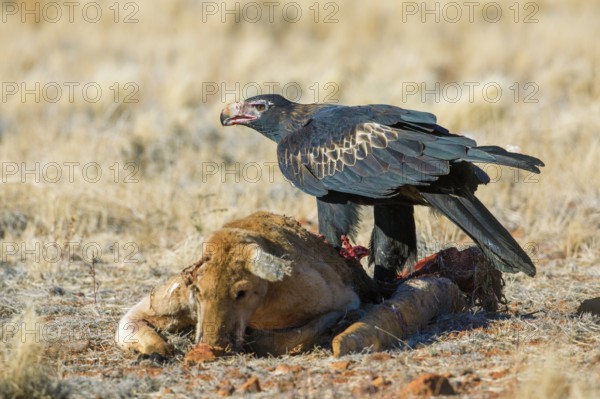 Wedge-tailed Eagle (Aquila audax) feeding on Red kangaroo (Macropus rufus) carrion, South