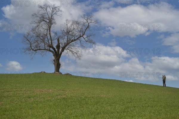 Solitary standing oak tree on a hill of a field with photographer, Schorfheide, Brandenburg,