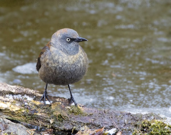 Rusty Blackbird, Euphagus carolinus, in winter plumage, perched at a pond in Saskatoon,