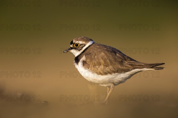 Little Ringed Plover (Charadrius dubius), North Rhine-Westphalia, Germany, Europe