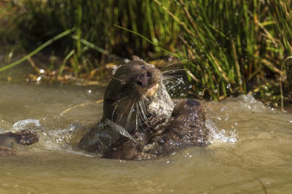 An otter playing violently in the water with a splash fountain, European otter (Lutra lutra),