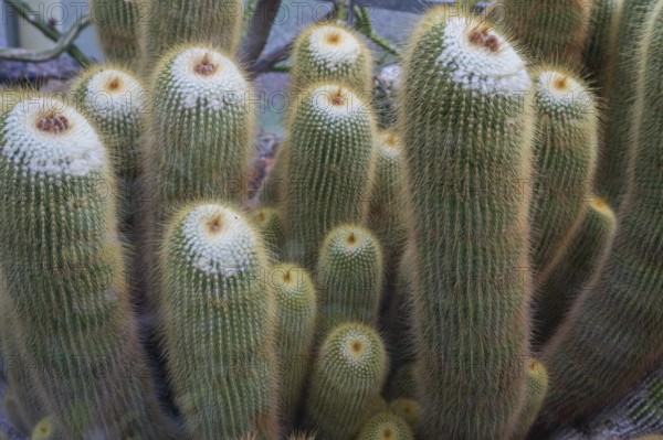 Cacti (Micranthocereus strecker), Botanical Garden Erlangen, Middle Franconia, Bavaria, Germany,