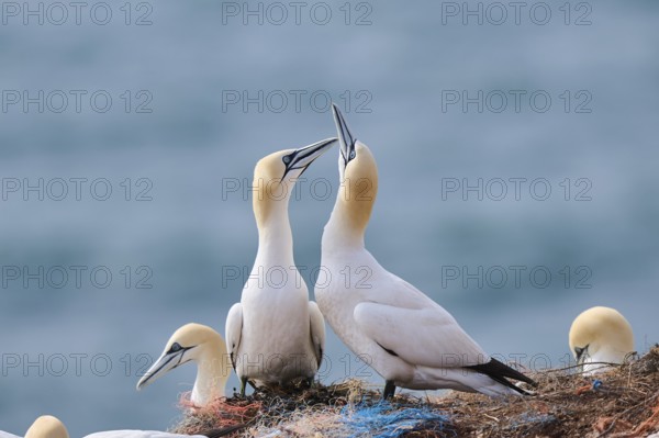 Northern gannet (Morus bassanus) greet each other with their beaks in the colony, at sunset,