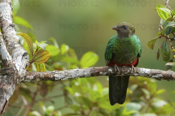 Golden-headed Quetzal (Pharomachrus auriceps) perched on a branch in the Andes Mountains of