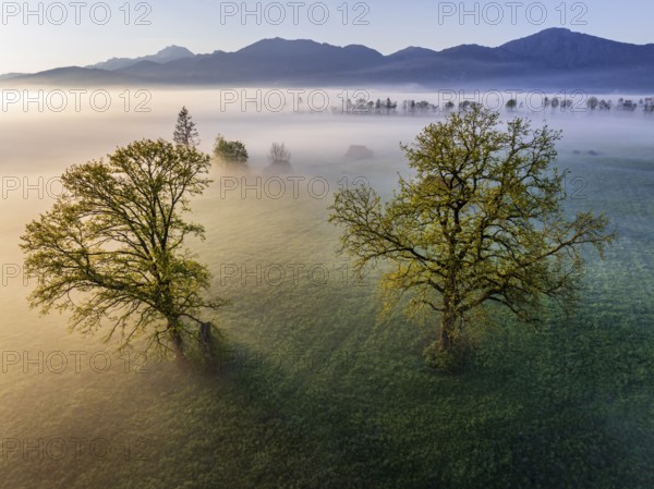 Aerial view, trees, light green leaves, oak, morning light, fog, mountains, sunny, backlight,