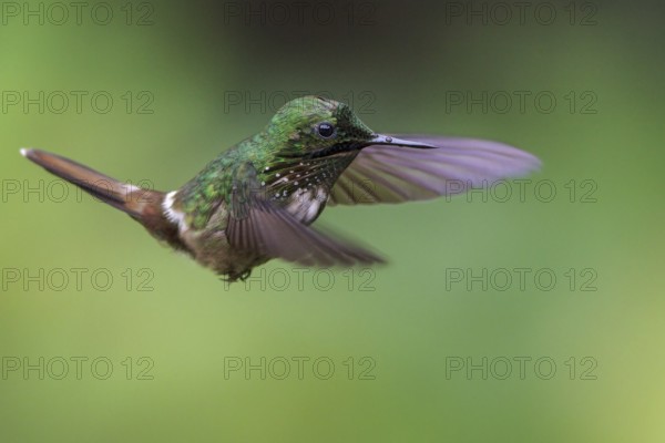 Festive Coquette (Lophornis chalybeus) flying and feeding at a flower in the Atlantic rainforest of