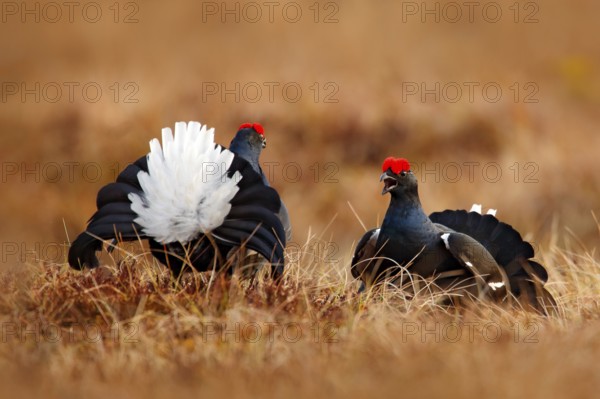 Two Black grouse fight on the bog meadow. Lekking nice bird Grouse, Tetrao tetrix, in marshland,