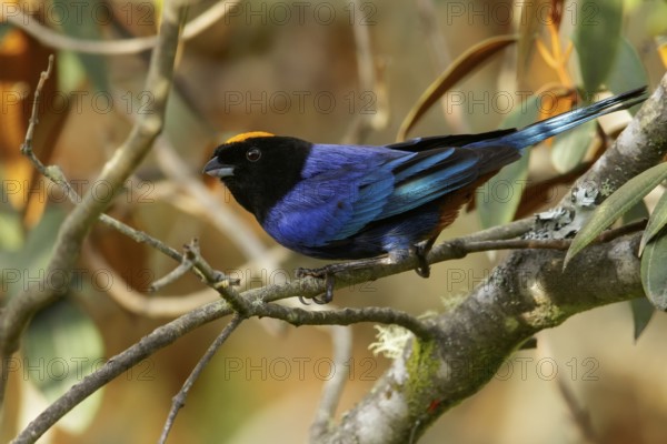 Golden-crowned Tanager (Iridosornis rufivertex) perched on a branch in the Andes Mountains of