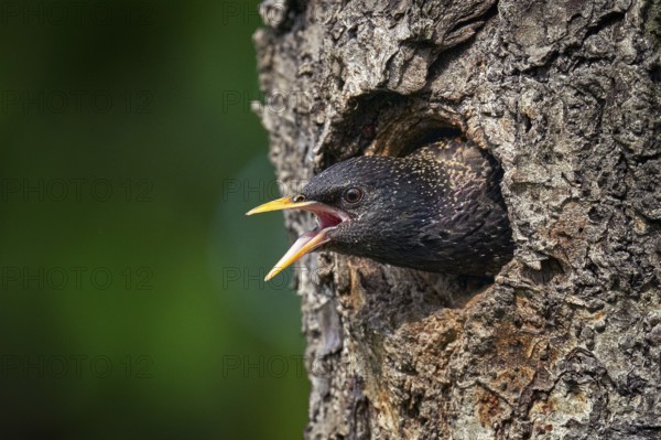 Starling spring nesting in tree nest hole. European Starling, Sturnus vulgaris, dark bird in