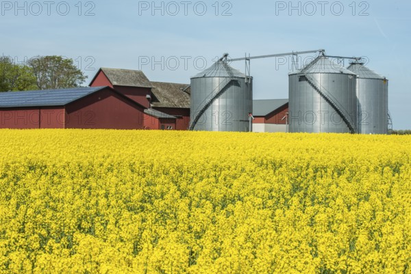 Farm with silos at field with blooming rapeseed in Skivarp, Skurup municipality, Skåne county,