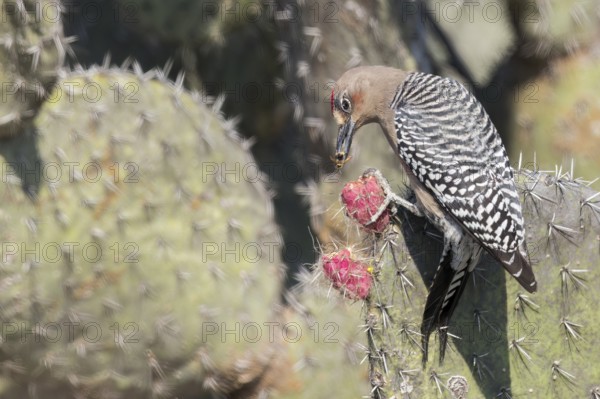Grey-breasted Woodpecker (Melanerpes hypopolius) perched on a cactus in Oaxaca, Mexico, Central