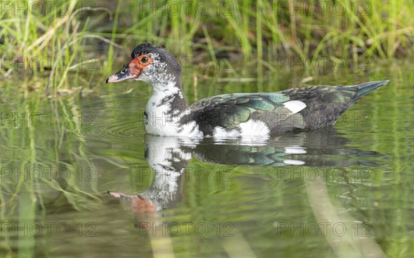 Adulte weibliche Moschusente (Cairina moschata)