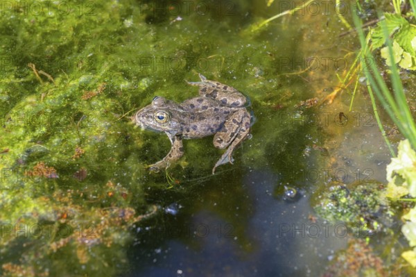 Grass frog (Rana temporaria) in a pond, Erlangen Botanical Garden, Middle Franconia, Bavaria,