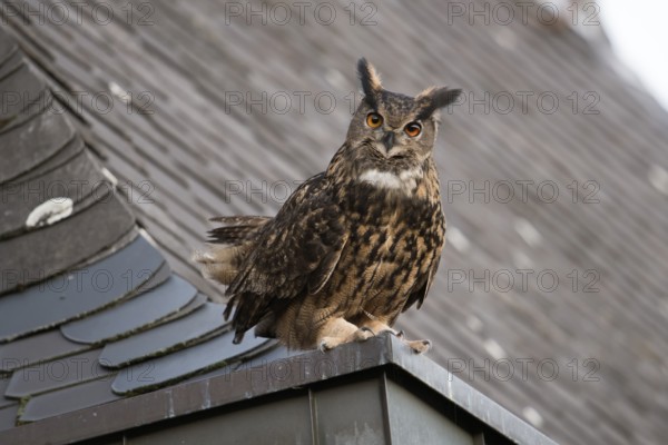 Eurasian Eagle-Owl (Bubo bubo) perched on the roof of a church, North Rhine-Westphalia, Germany,