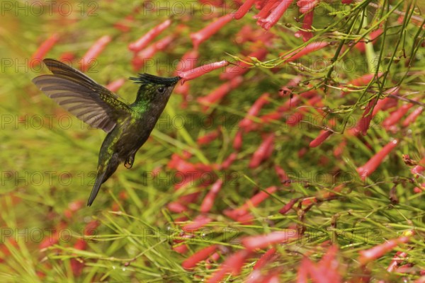 Antillean crested hummingbird (Orthorhyncus cristatus) flying and feeding at a flower on the