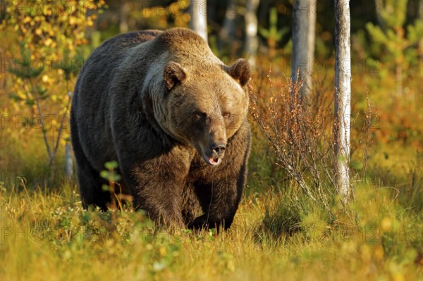 Bear hidden in yellow forest. Autumn trees with bear. Beautiful brown bear walking around lake with