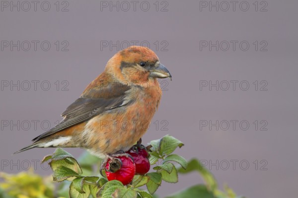 Common Crossbill - Fichtenkreuzschnabel - Loxia curvirostra ssp. curvirostra, Germany, adult male,