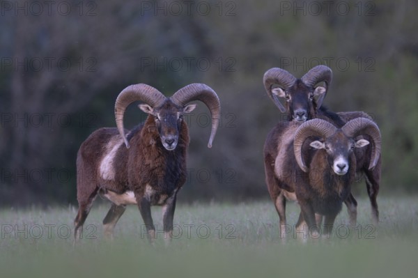 European mouflon (Ovis gmelini musimon, Syn.: Ovis orientalis musimon, Ovis aries musimon),