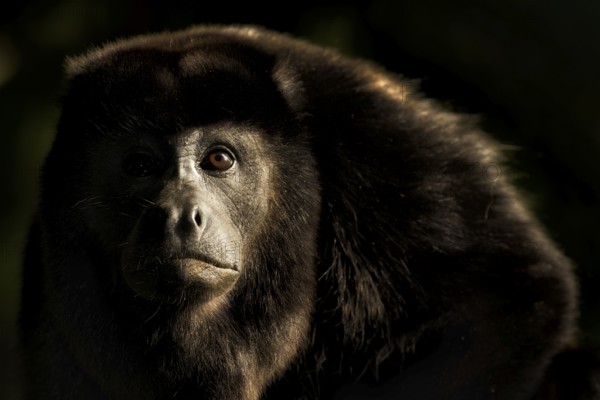 I absolutely love sidelight but in a rainforest it has to be just right. When I saw this howler