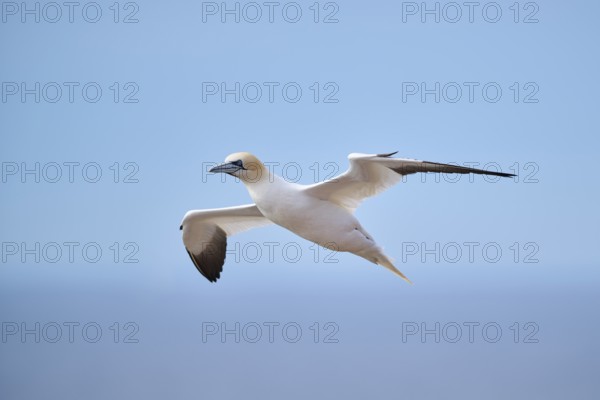 Northern gannet (Morus bassanus) flying over the sea, wildlife, Helgoland, Germany, Europe