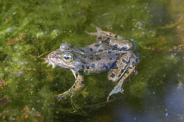 Grass frog (Rana temporaria) in a pond, Erlangen Botanical Garden, Middle Franconia, Bavaria,