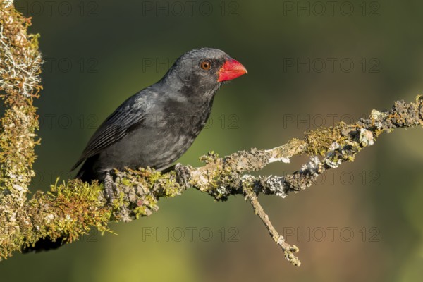 Black-throated Grosbeak (Saltator fuliginosus) perched on a branch in the Atlantic Rainforest of