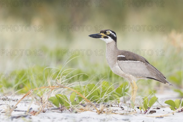 Beach Stone-curlew (Esacus magnirostris) perched on the beach in eastern Australia
