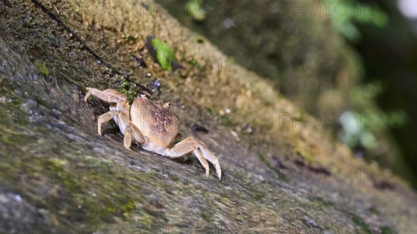 Close-up of a freshwater crab (Potamon potamios) on a moss-covered rock, Butterfly Valley,