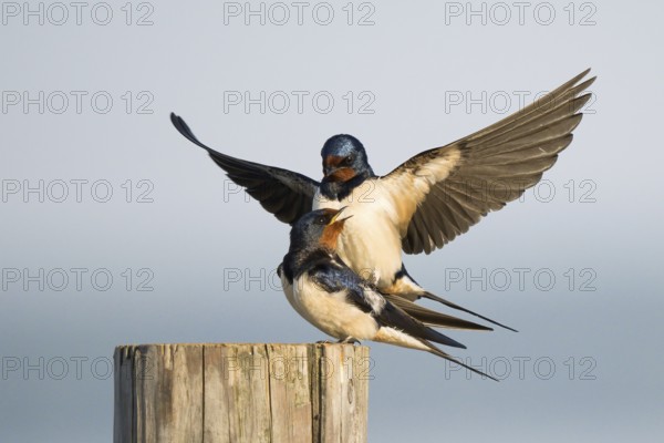 Two barn swallows (Hirundo rustica) mating on a post, male with outstretched wings, Hesse, Germany,